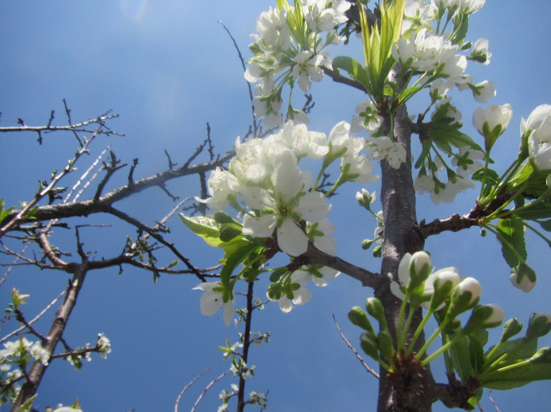 Sumomo no Sato-更别村必去景点