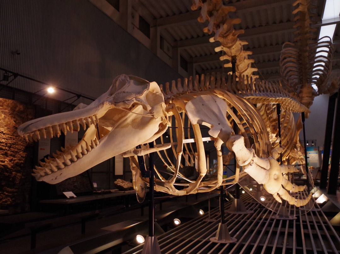 足寄动物化石博物馆-足寄町必去景点