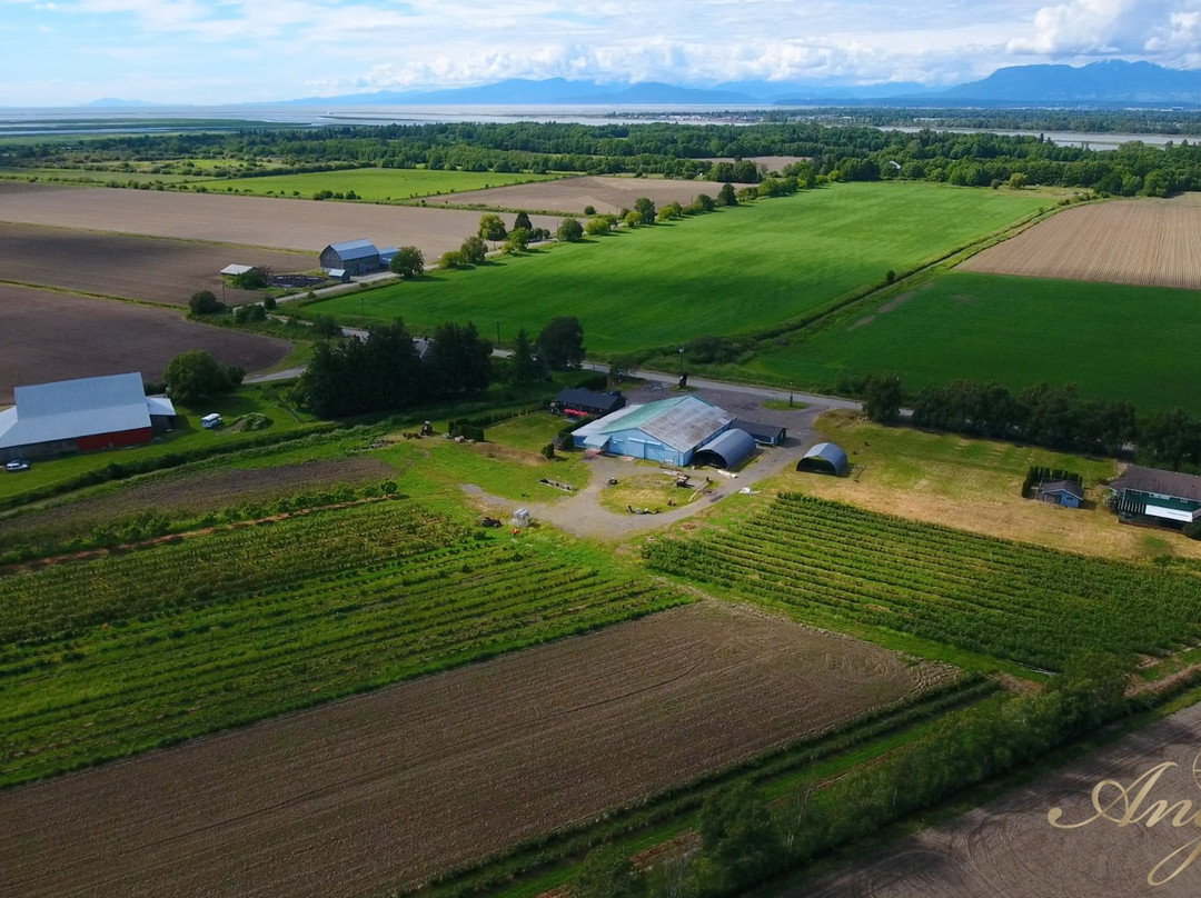 Angel Estate Winery景点图片