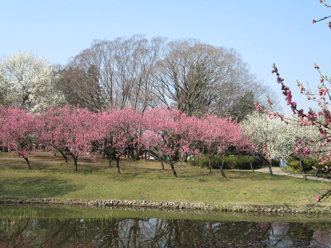 Koga Peach Matsuri-古河市必去景点