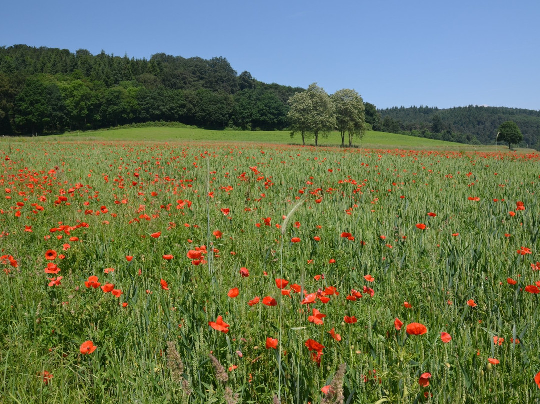 Laacher See-Glees必去景点
