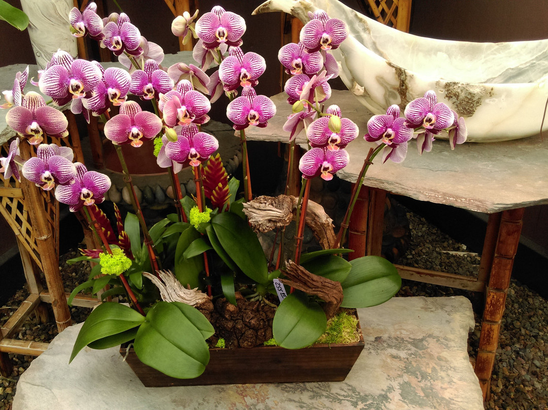 Cal Pacific Orchid Farm-恩西尼塔斯必去景点