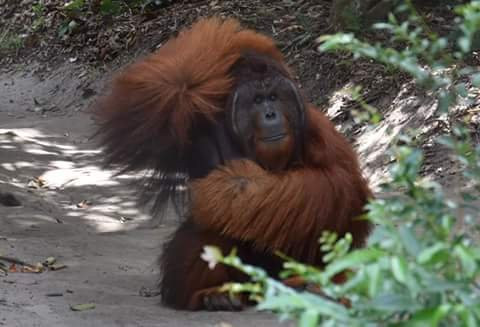 Orangutan Green Tour-Pangkalan Bun必去景点