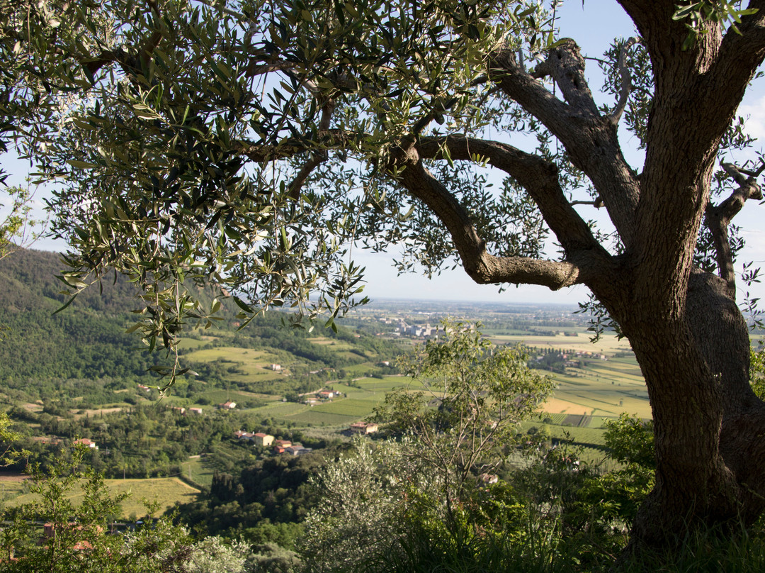 EVO del Borgo - Frantoio di Arquà Petrarca景点图片
