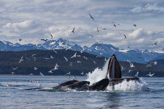 Panhandle Excursions-朱诺必去景点