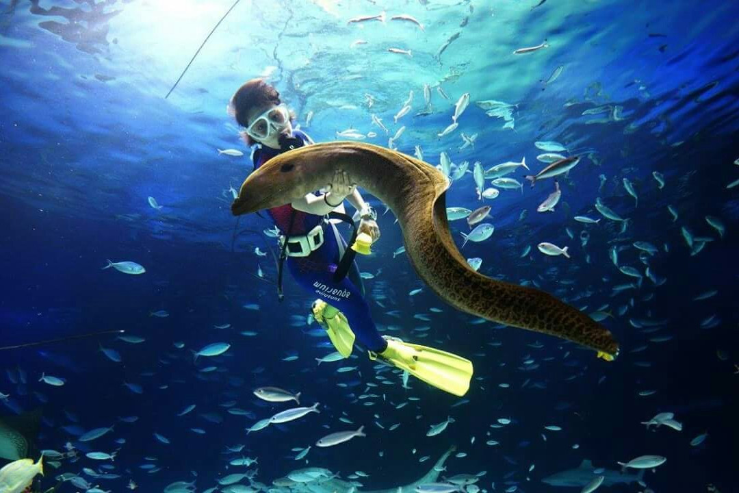 阳光水族馆景点图片