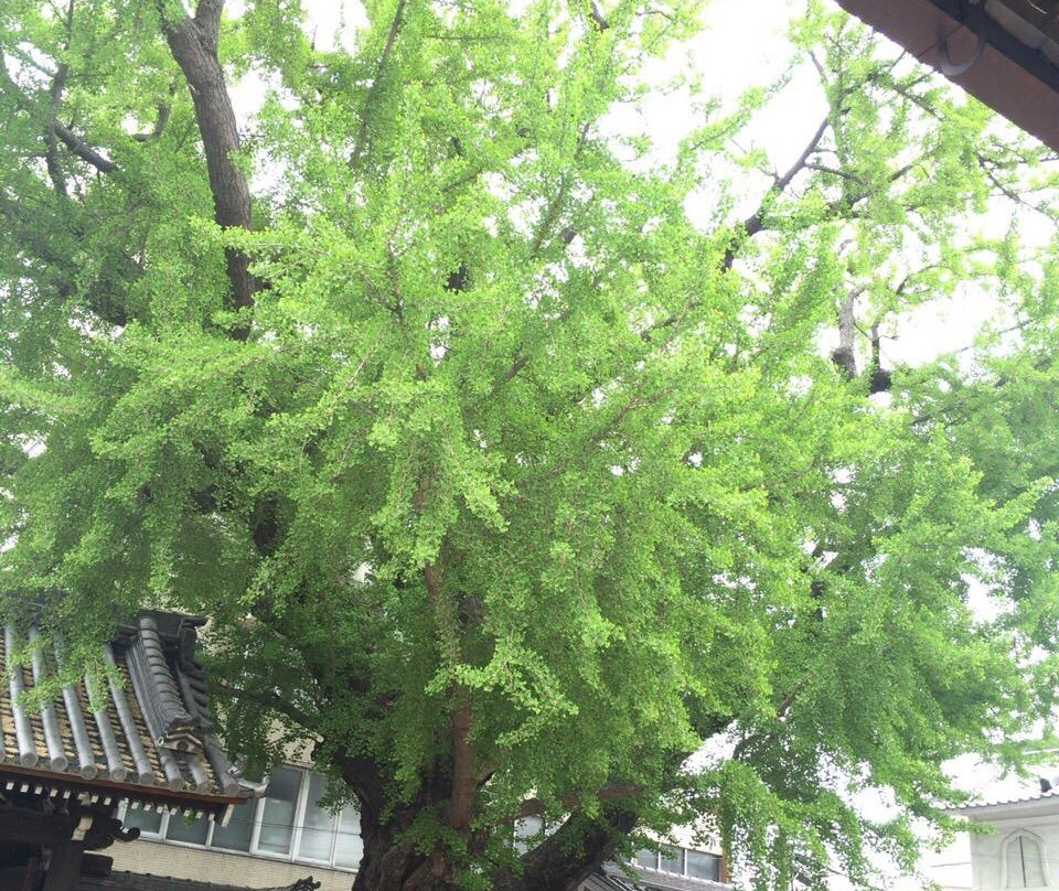 Nanshuji Temple-守口市必去景点