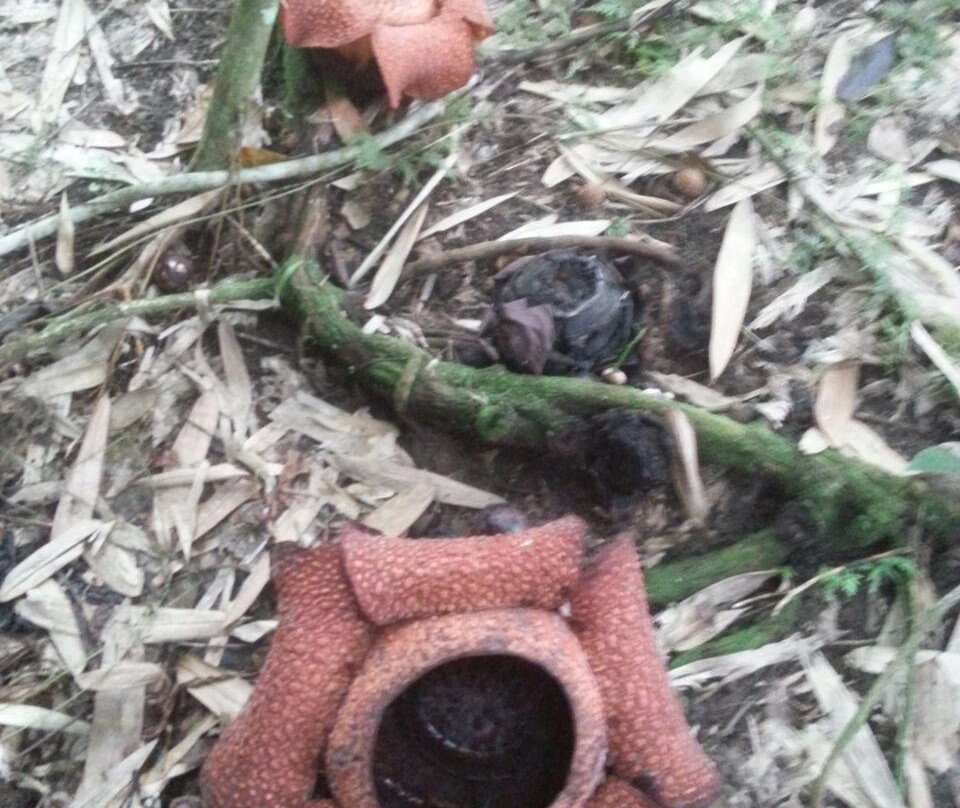 Napalus Rafflesia Garden-Poring必去景点