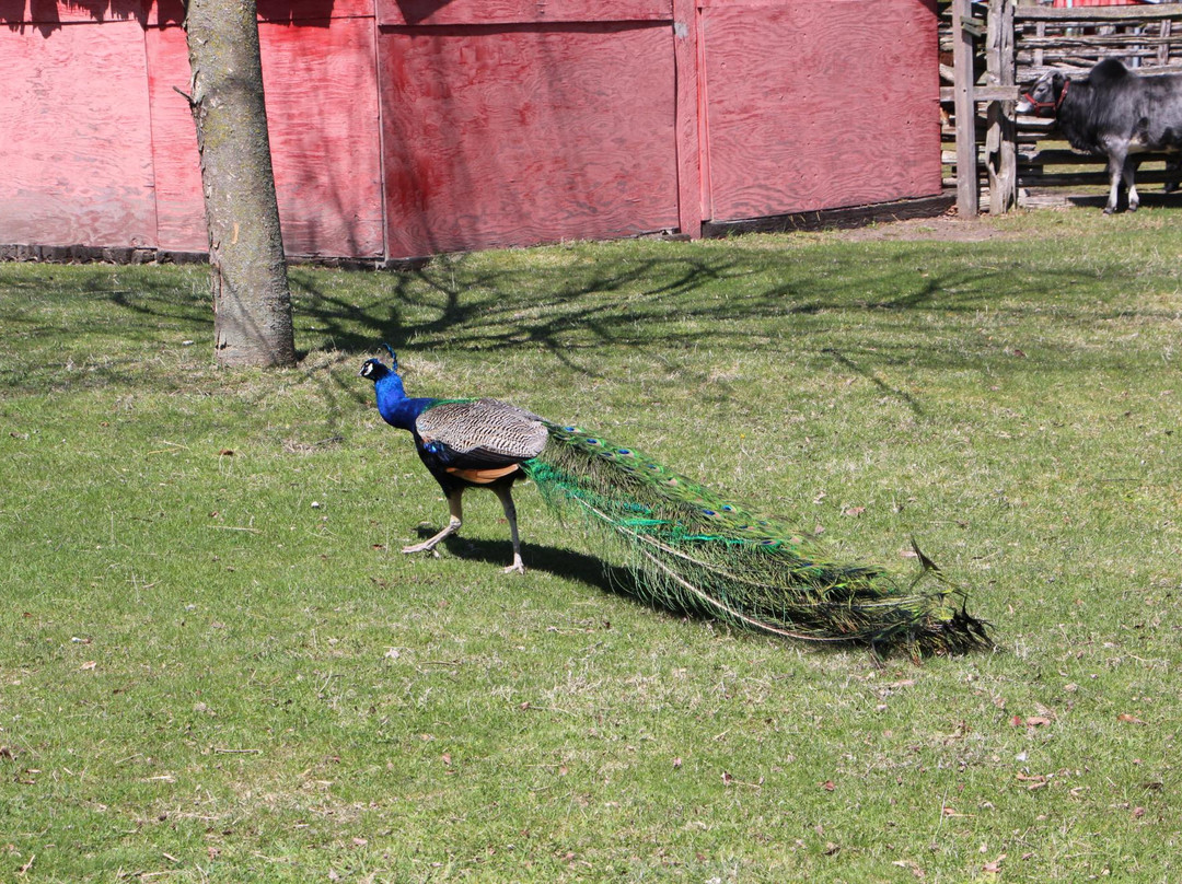 Far Enough Farm-多伦多必去景点