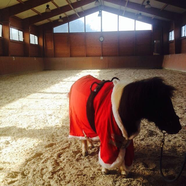 Pódio D'Aventura Equestrian Center景点图片