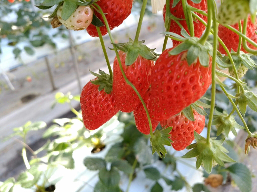 Shinshu Anzu no Sato Aguri Park