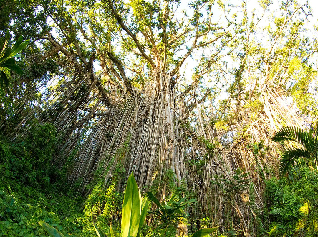 塔纳岛旅游景点-Giant Banyan Tree
