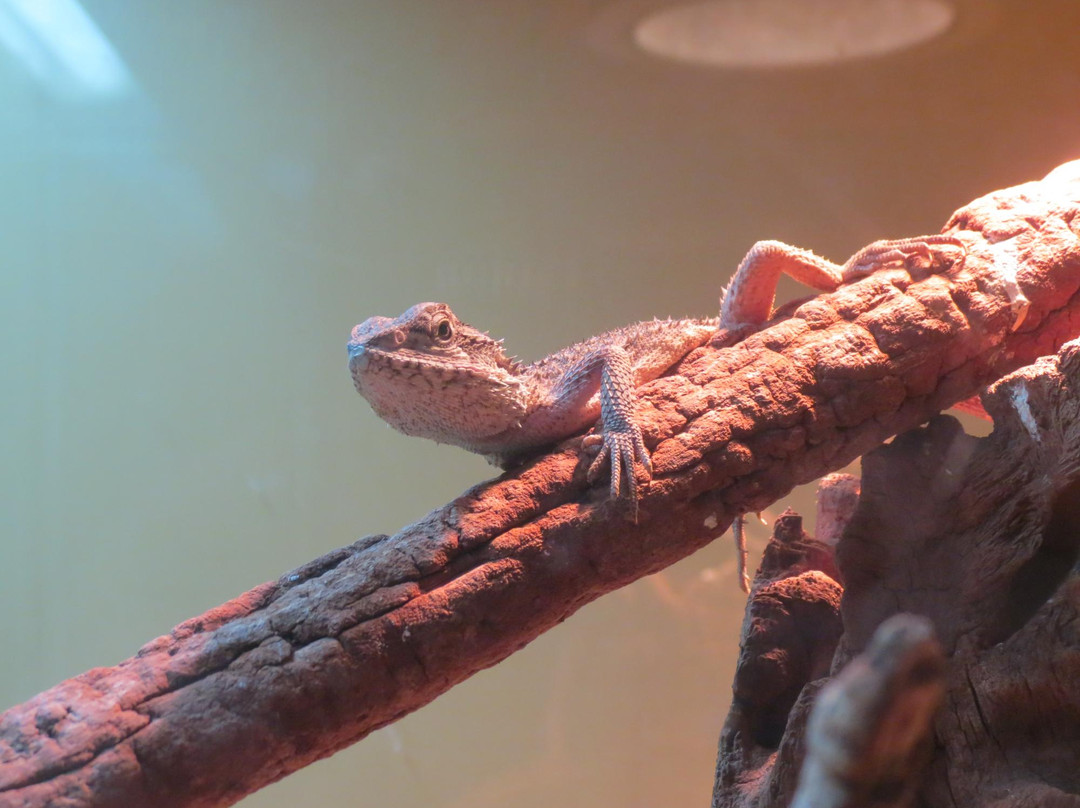 West Australian Reptile Park景点图片