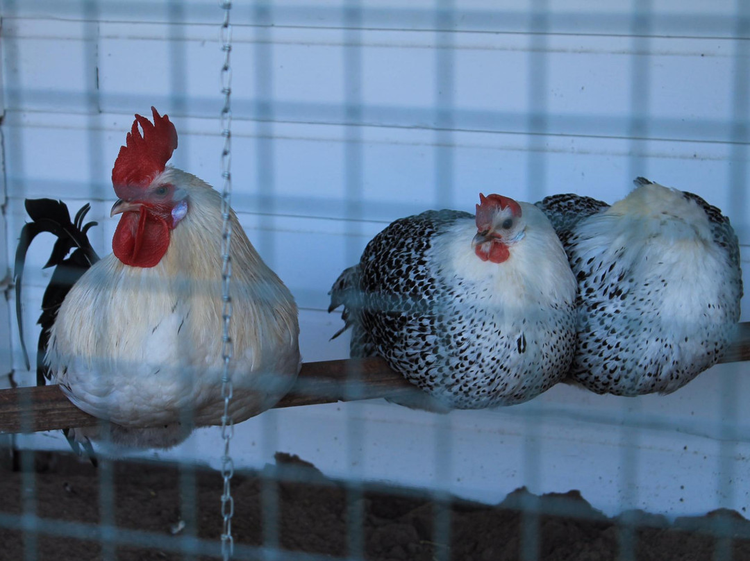Kinderboerderij Dierendorp景点图片