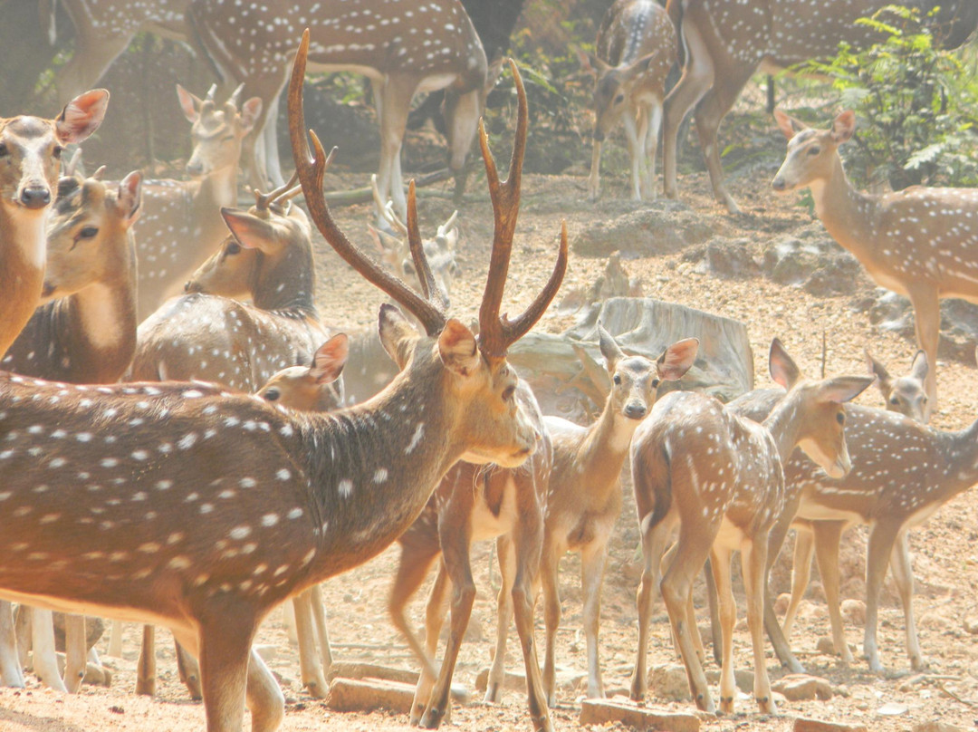 Ballavpur Wildlife Sanctuary景点图片