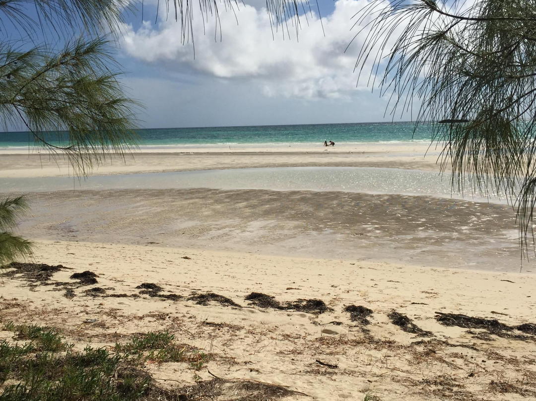 Mangrove-弗里波特必去景点