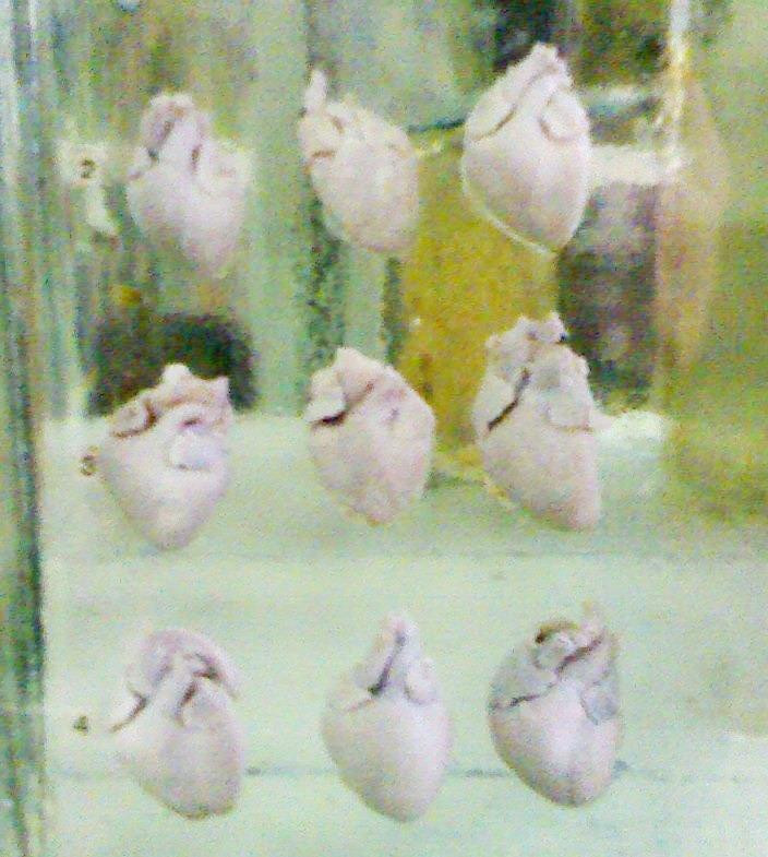 Anatomical Pathology Museum-托木斯克必去景点