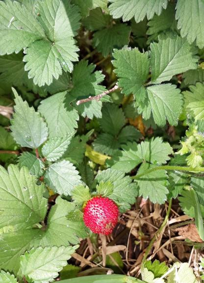 Pledge Nature Reserve-克尼斯纳必去景点
