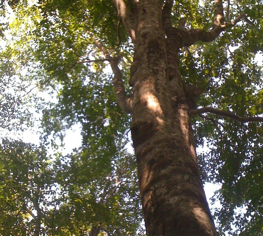 Utasai Beech Forests-黑松内町必去景点