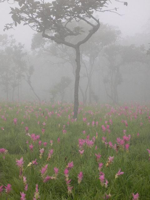 Siam Tulip Park景点图片