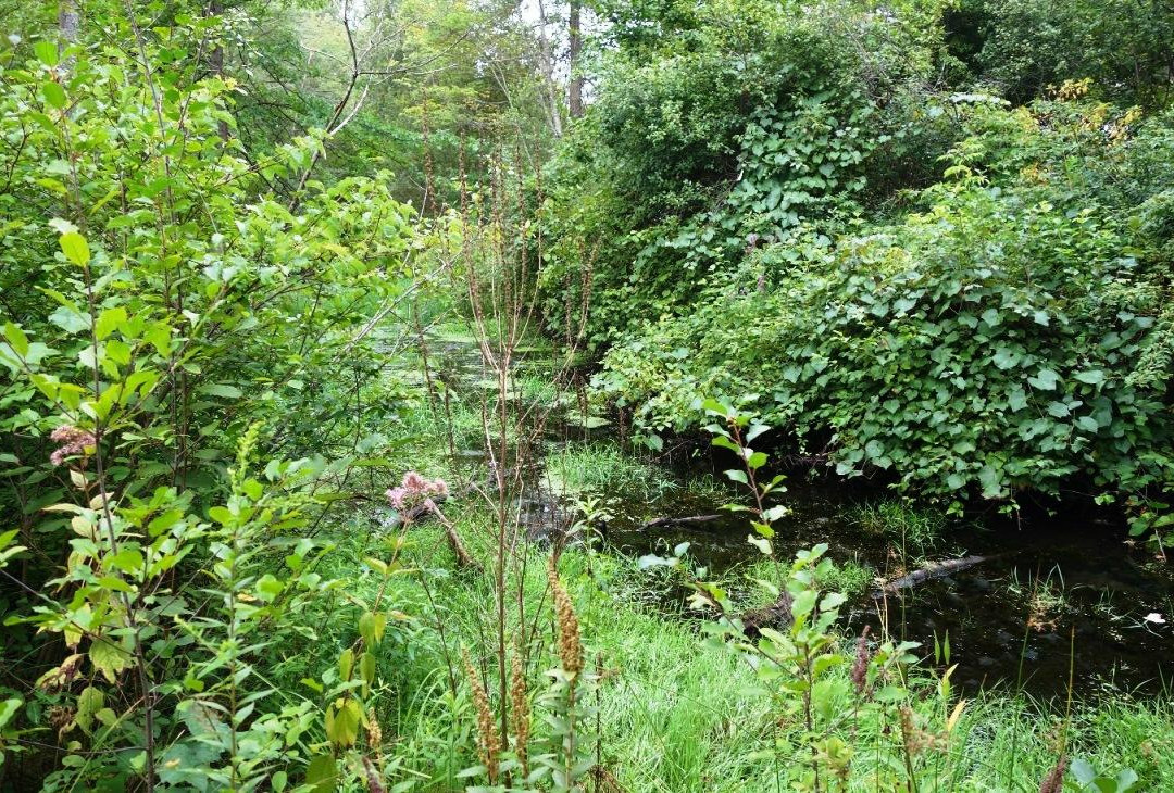 Emerson-Thoreau Amble-康科德必去景点