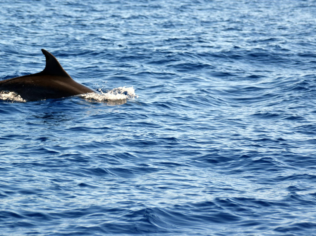 Whale Watch Azores-奥尔塔必去景点