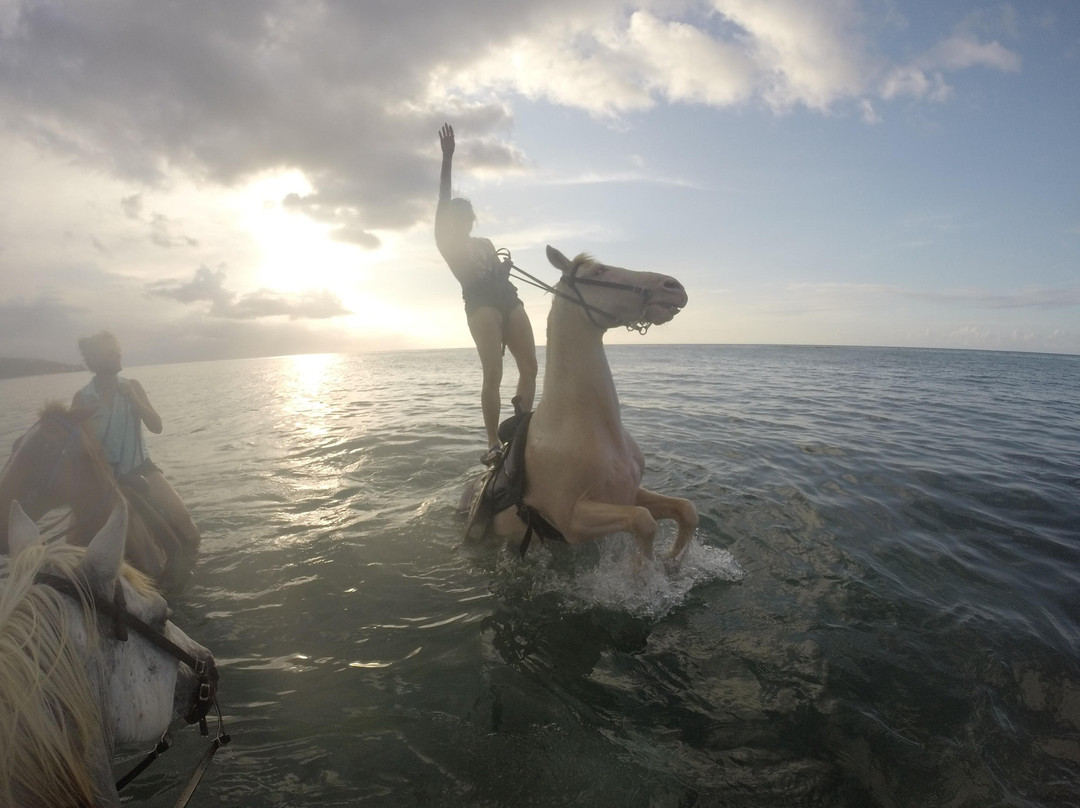 Horseback Riding St. Croix with Equus Rides景点图片