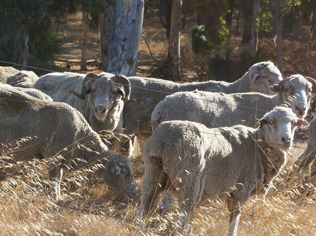 Shedleys-布里奇敦必去景点