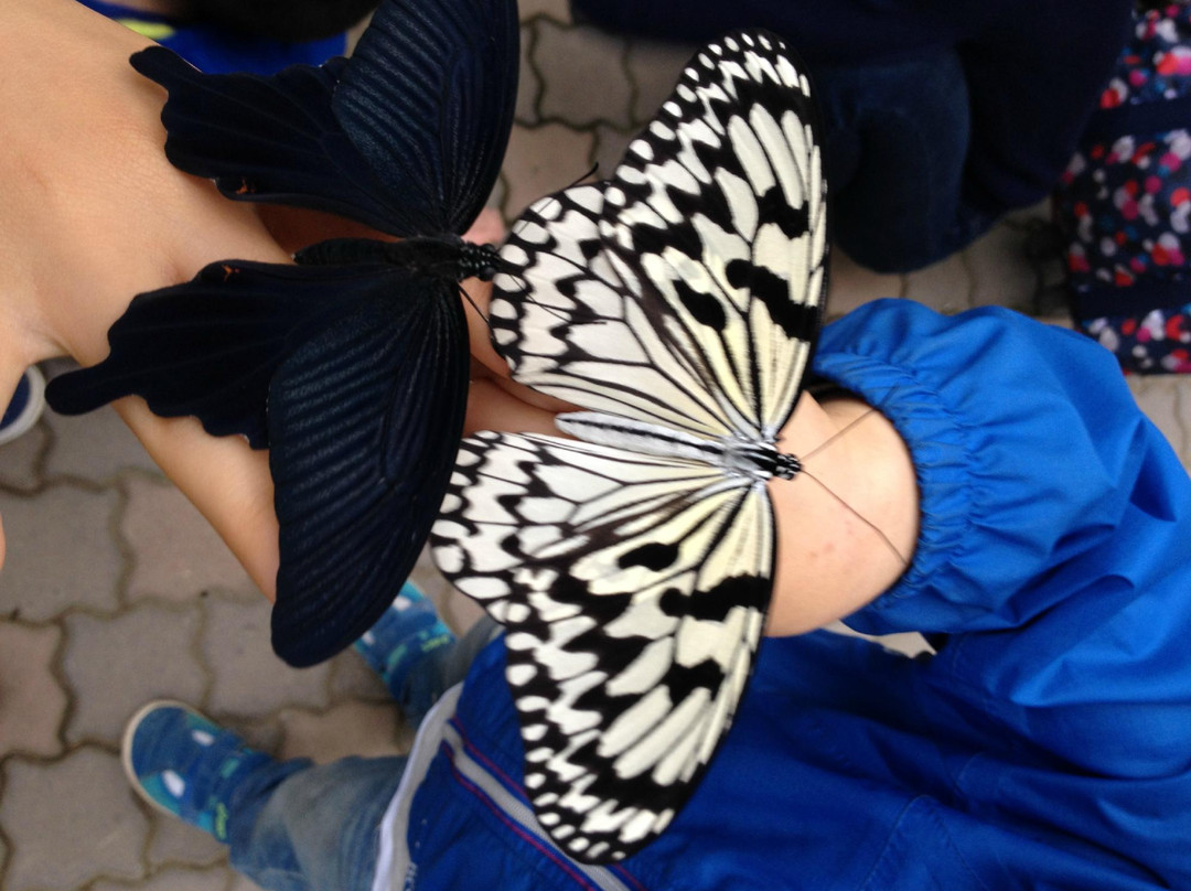 Itami City Museum of Insects-伊丹市必去景点