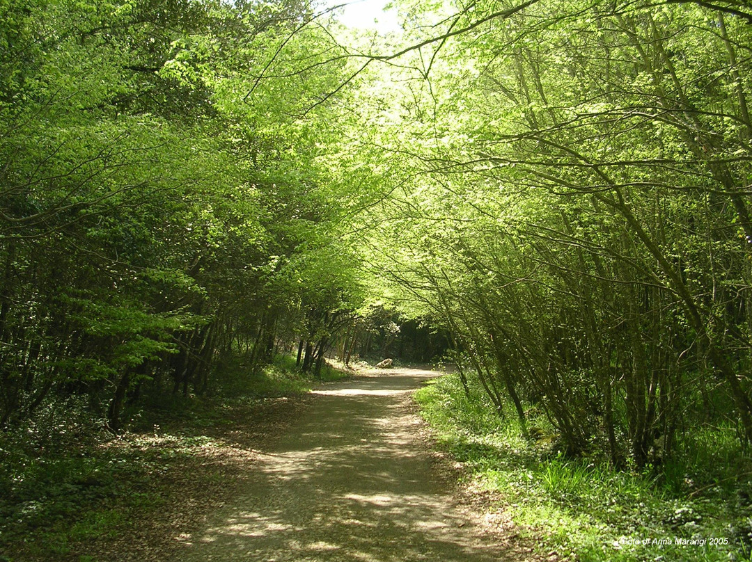 Riserva Naturale Statale Delle Murge Orientali-马丁纳弗兰卡必去景点
