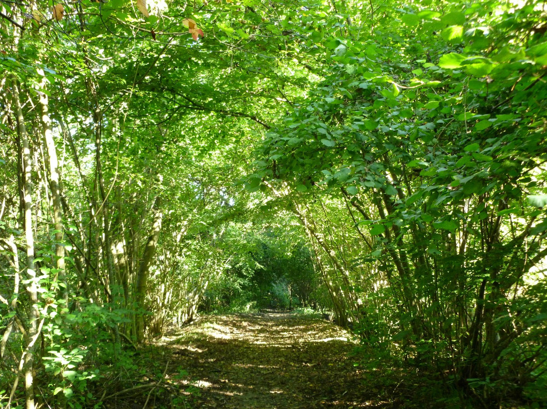 Réserve Naturelle de l'Ile du Rohrschollen-斯特拉斯堡必去景点