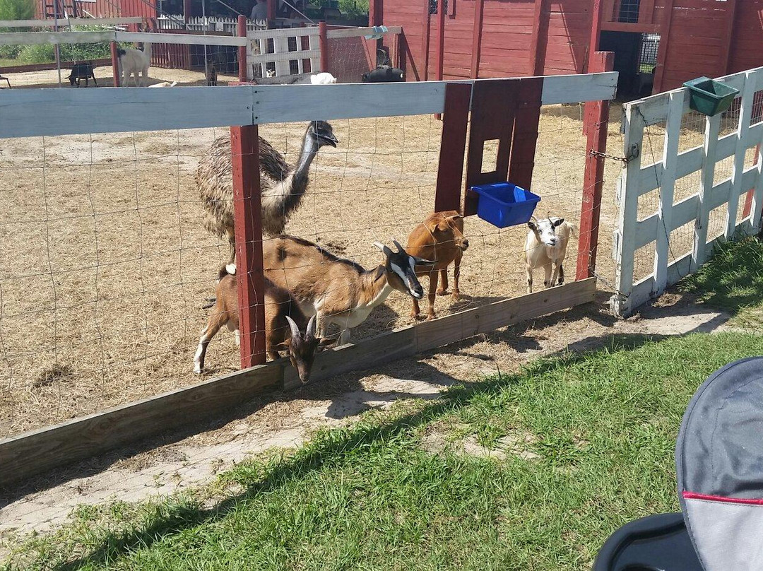 Petting zoo ocala-奥卡拉必去景点