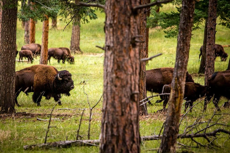 Genesee Park-丹佛必去景点