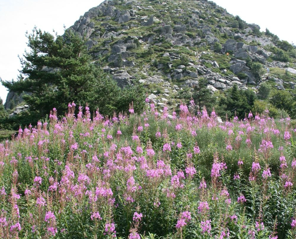 Mont Gerbier de Jonc-Saint-Martial必去景点