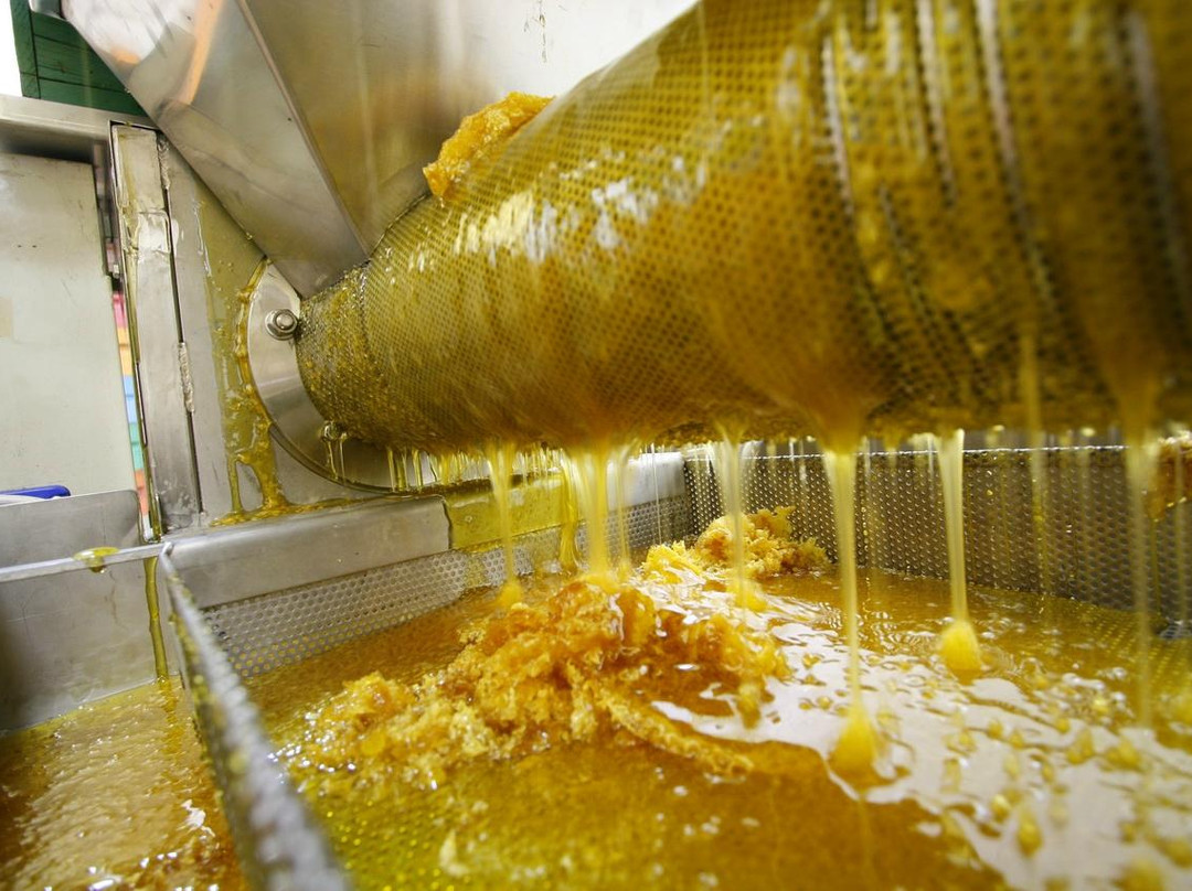 Chiaravalle旅游景点-Apicoltura Coppari