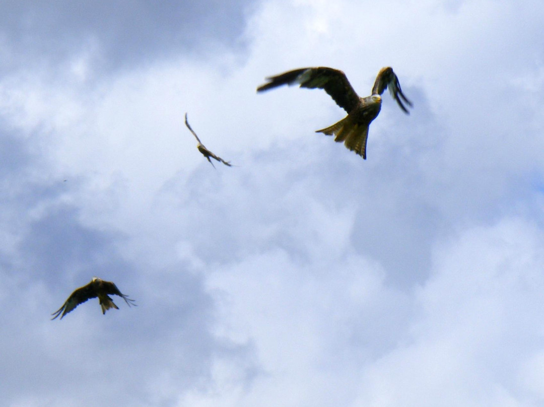 Red Kite Feeding Station, Llanddeusant景点图片