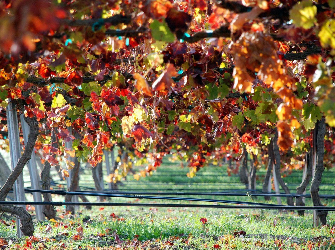 Hidden Oak Winery景点图片
