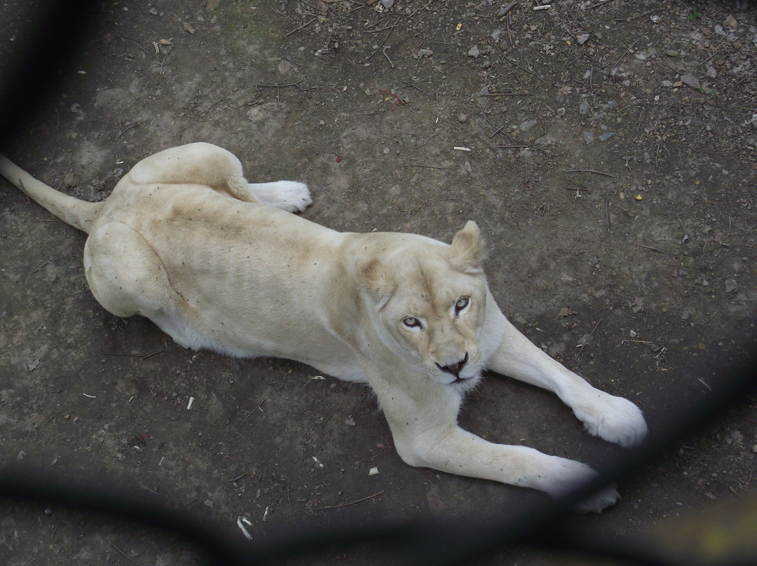 北方森林动物园-哈尔滨市必去景点