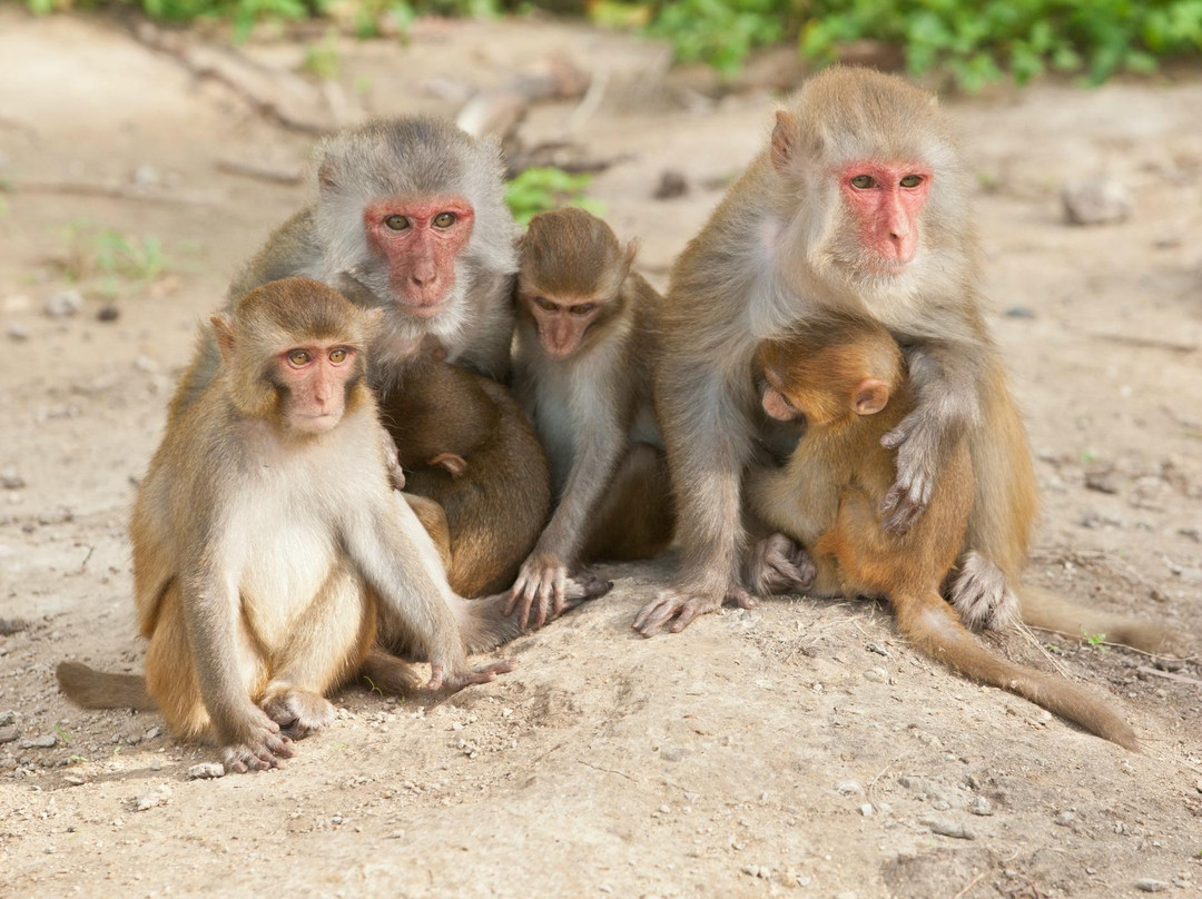 Monkey Island-卡巴必去景点