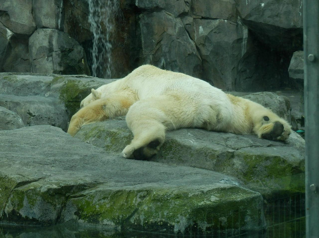 阿拉斯加动物园-安克雷奇必去景点