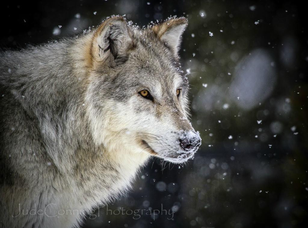 灰熊与狼保护中心-西黄石镇必去景点