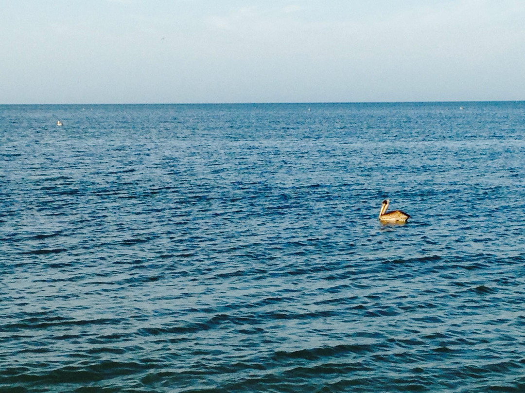 Don Pedro Island State Park-Cape Haze必去景点
