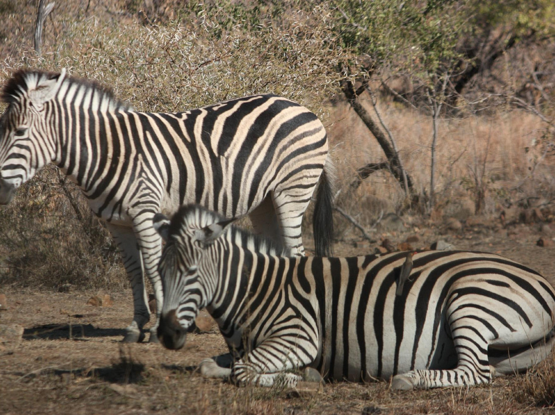 Ingrid's Safaris - Day Tour景点图片