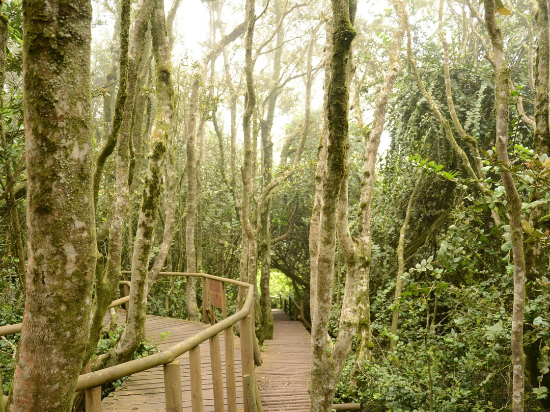 拉塞雷纳旅游景点-Fray Jorge National Park