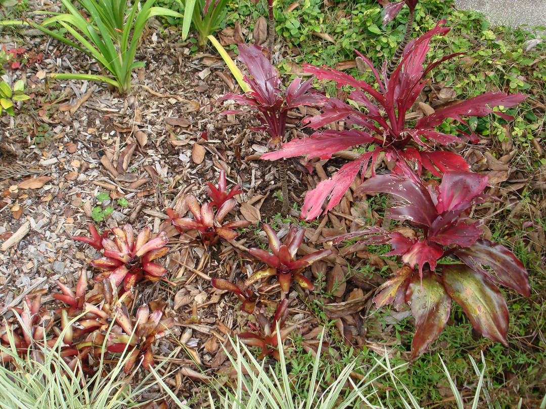 库拉植物园-库拉必去景点