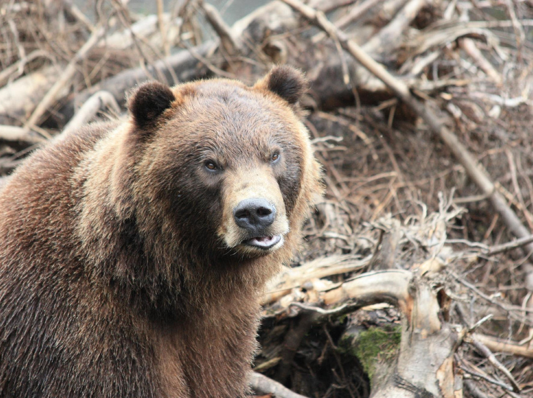 Fortress of the Bear-锡特卡必去景点