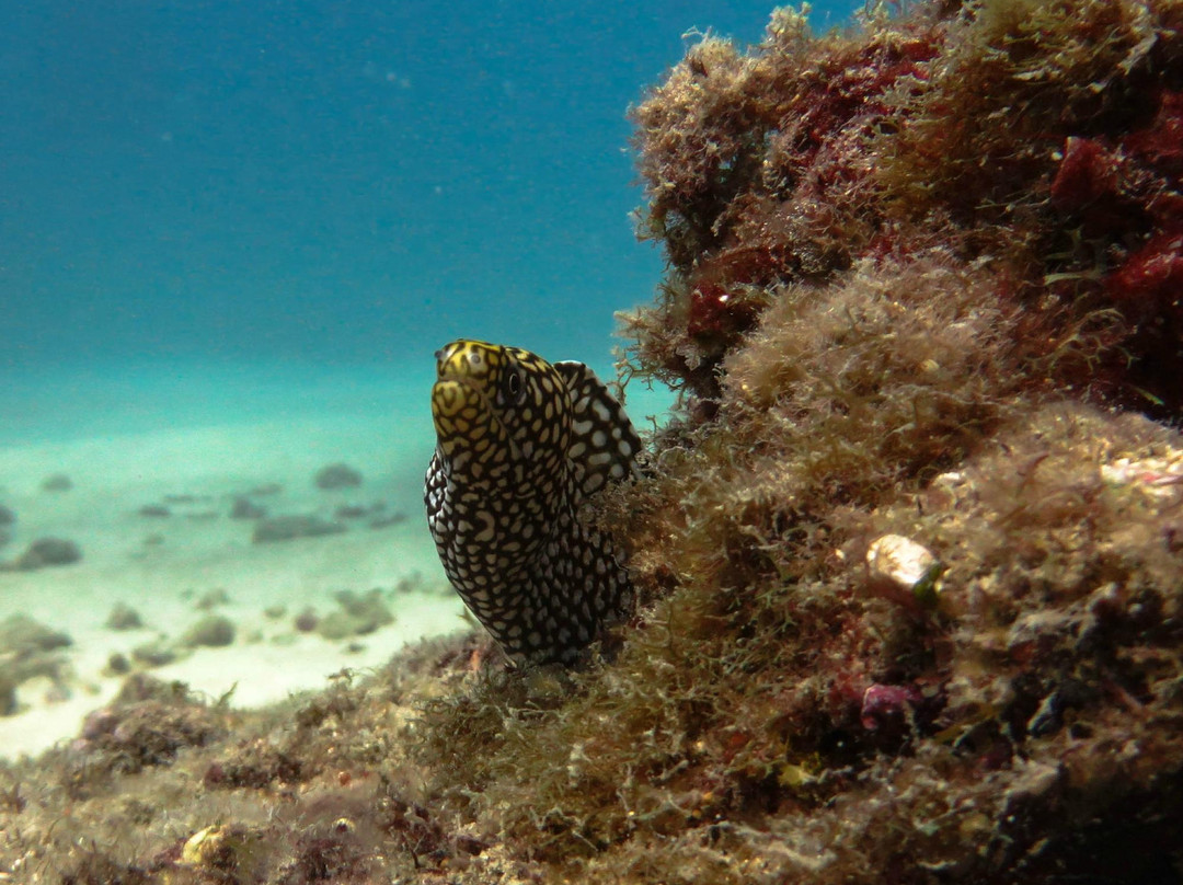 夏威夷岛潜水员-火奴鲁鲁必去景点