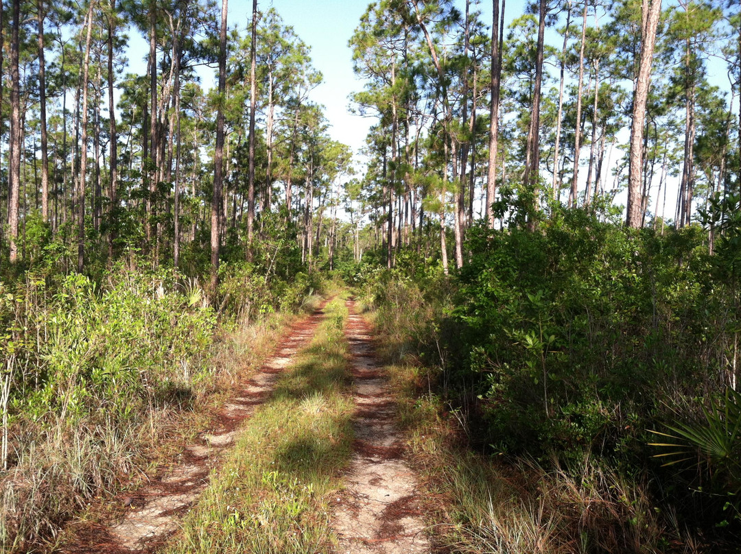 Long Pine Key-大沼泽国家公园必去景点