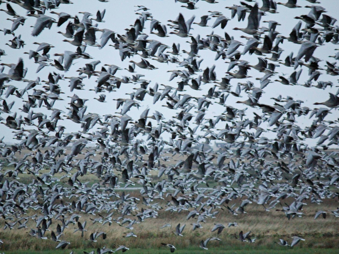 RSPB Scotland Loch of Strathbeg Nature Reserve景点图片