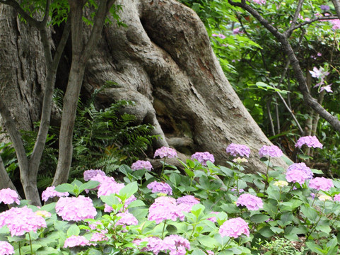 白山神社-文京区必去景点